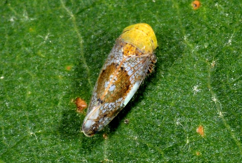 Cicadelidae da det.